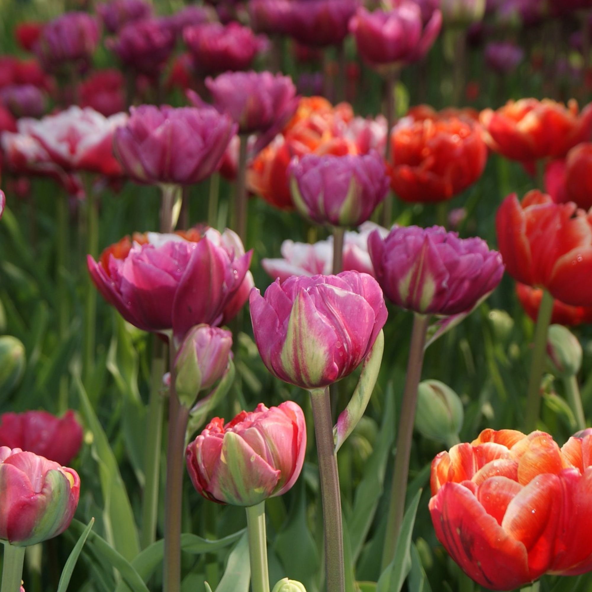 Tulip Flower Bulbs - 10 Bulbs - Double Early Color Mix - Pink, Purple, Red, Yellow, White & Orange - Tulipa gesneriana - Perenni